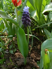 Muscari latifolium