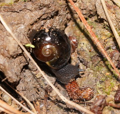 Victaphanta compacta