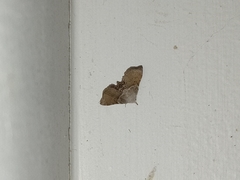 Esthlodora versicolor