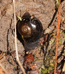 Victaphanta compacta