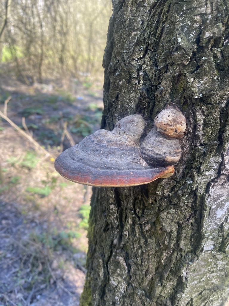 Fomitopsis pinicola · May 2026 · photo: © ilya_rudenko (iNaturalist, cc-by)