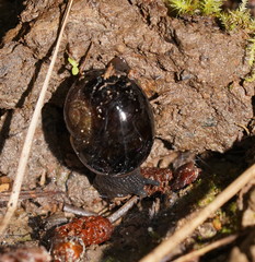 Victaphanta compacta