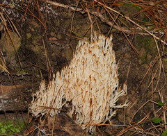 Aphelaria complanata