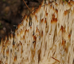 Aphelaria complanata