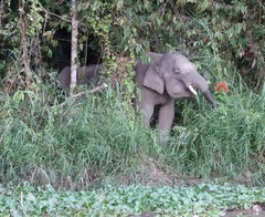 Elephas maximus borneensis