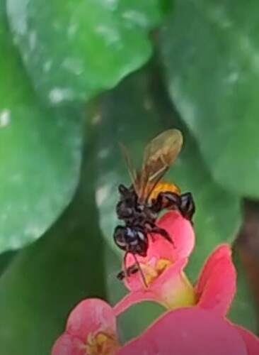Red-tailed Stingless Bee