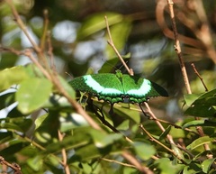 Papilio palinurus