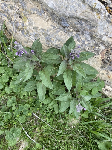 Physochlaina orientalis, photograph 2