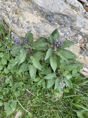 Physochlaina orientalis, photograph Maria Khoreva, CC BY, iNaturalist via GBIF