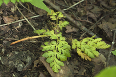 Sceptridium robustum