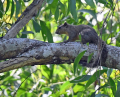 Callosciurus pygerythrus