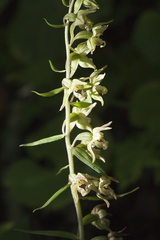 Epipactis papillosa