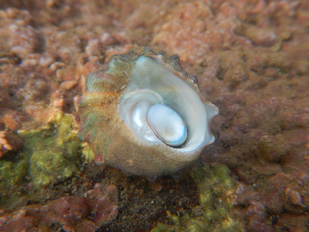 half-ribbed star shell
