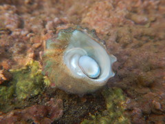Astralium semicostatum