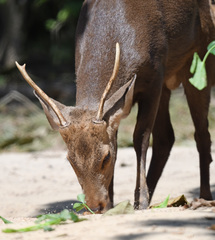 Axis porcinus porcinus