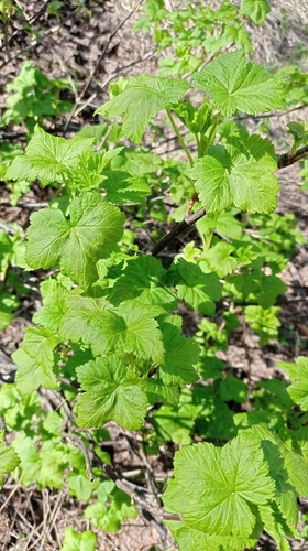Наблюдение на iNaturalist