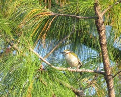 Vireolanius melitophrys