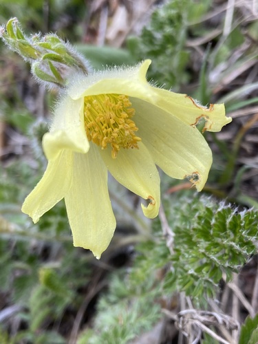 Pulsatilla albana