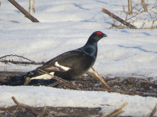 Black Grouse