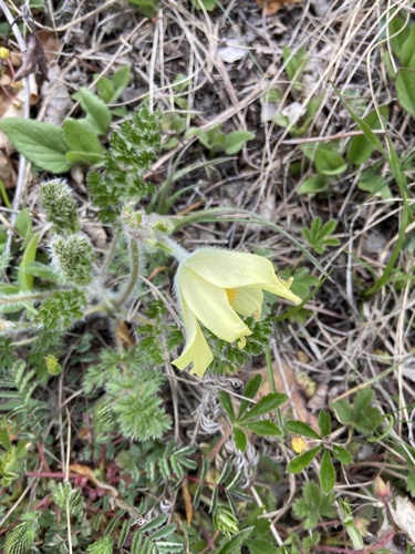 Pulsatilla albana, photograph 2