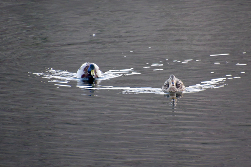 Mallard photographed in Arizona