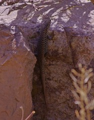 Liolaemus nigroviridis