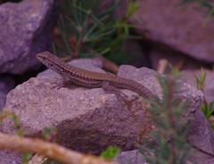 Liolaemus nigroviridis