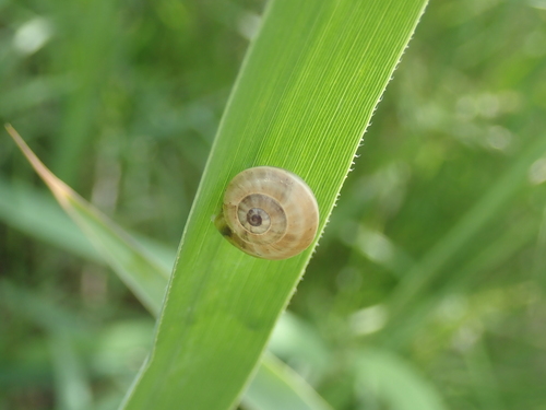 Theba pisana