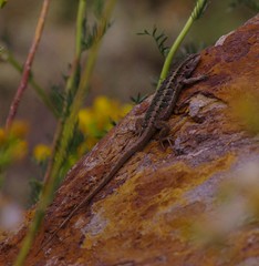 Liolaemus moradoensis