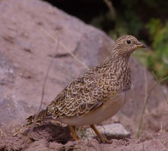 Thinocorus orbignyianus