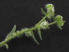 Cryptantha maritima