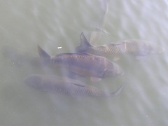 Cyprinus carpio