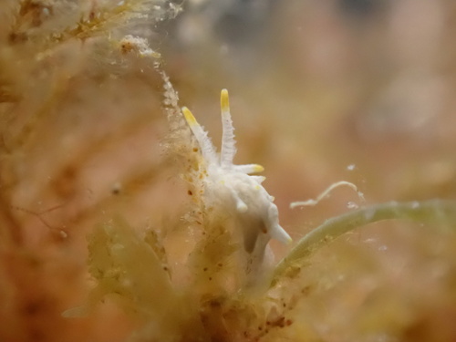Goniodoridella picoensis