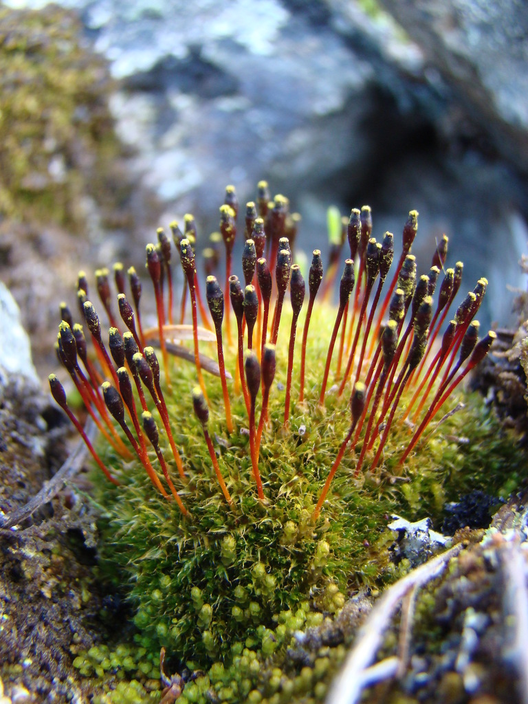 Slender Cruet-moss from Лоухский р-н, Респ. Карелия, Россия on June 26 ...