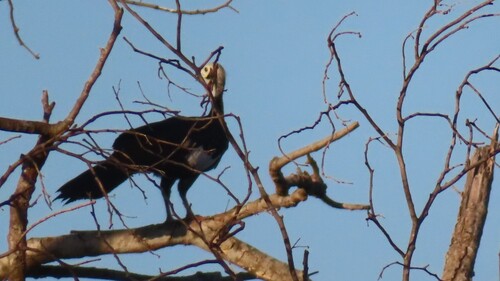 Blue-throated Piping Guan (Pipile cumanensis), photo 4