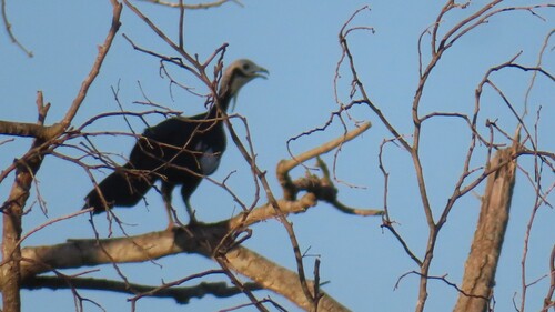 Blue-throated Piping Guan (Pipile cumanensis), photo 5