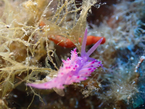 Flabellina affinis