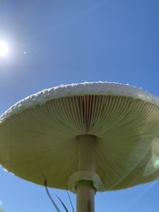 Macrolepiota dolichaula
