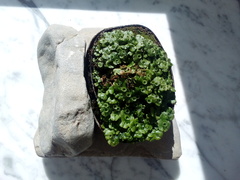 Marchantia polymorpha ruderalis