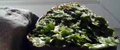 Marchantia polymorpha ruderalis
