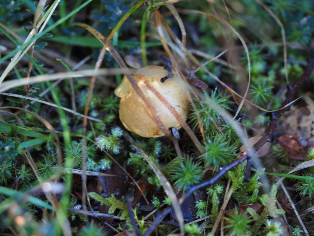 Chalciporus piperatus · May 2026 · photo: © georgecox (iNaturalist, cc0)