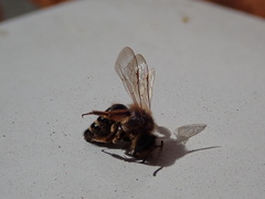Andrena flavipes