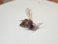 Andrena flavipes