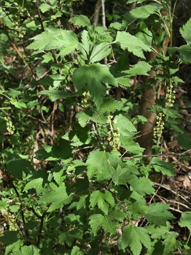 Ribes multiflorum, photograph 1