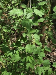 Ribes multiflorum