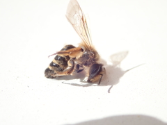 Andrena flavipes