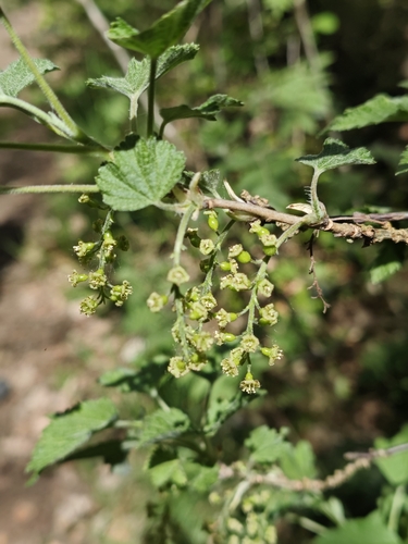 Ribes multiflorum, photograph 2