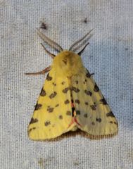 Diacrisia purpurata