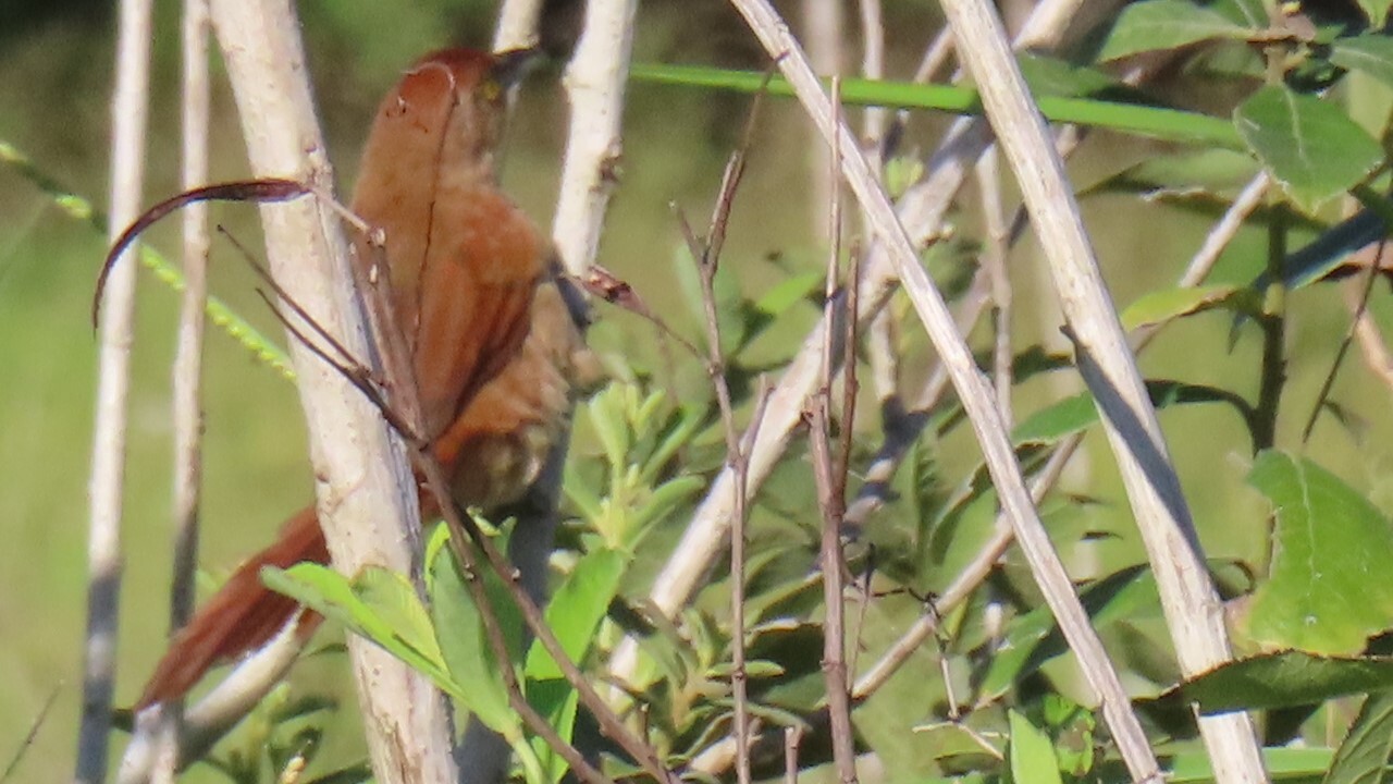 Greater Thornbird (Phacellodomus ruber), photo 5