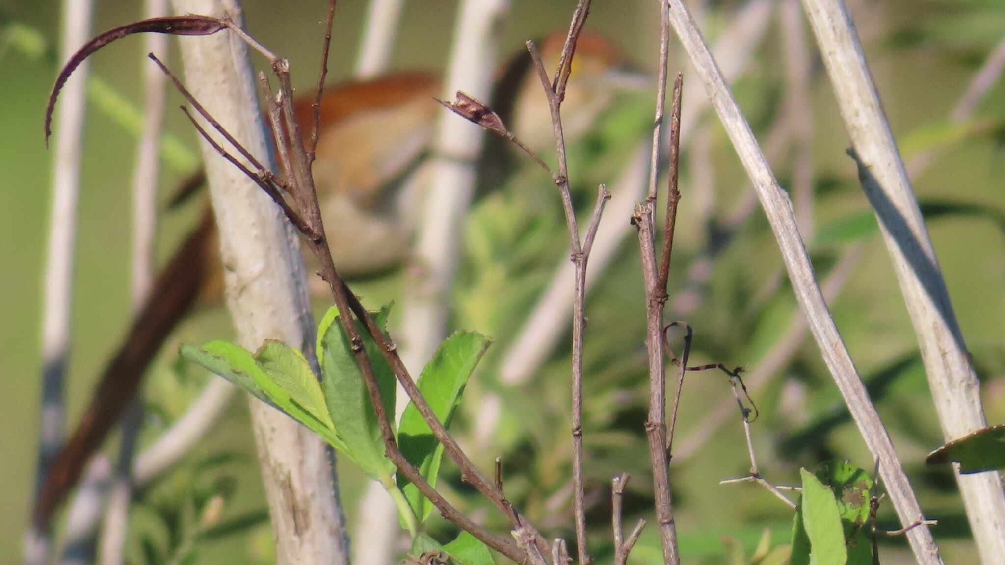 Greater Thornbird (Phacellodomus ruber), photo 6